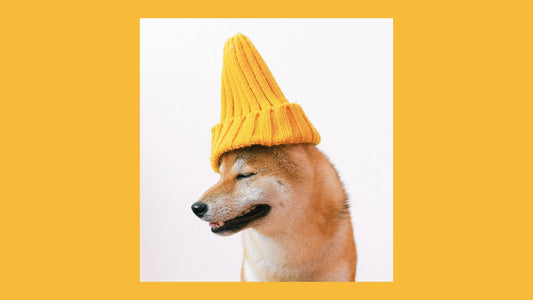Dog in yellow woolly hat